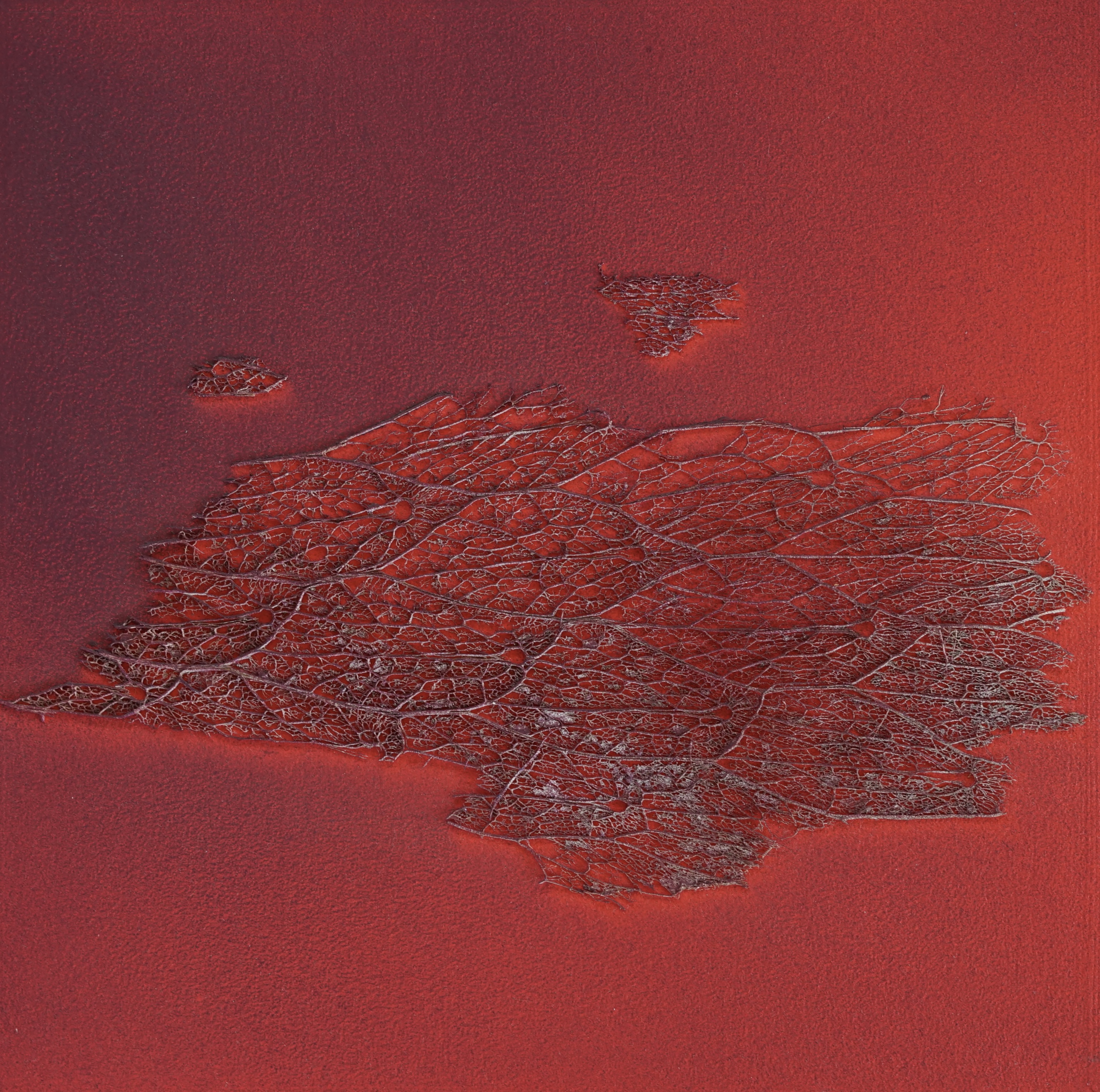 Cochenille 1 (Cochineal 1)